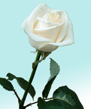 Rosa Bisdomini