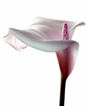 Ada Ramazzina