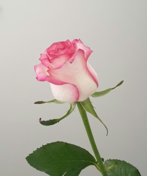 Biancarosa Secca