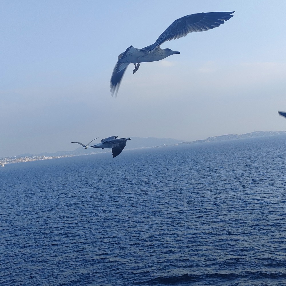 Il mare che tanto amavi,vola libera nell'aria 