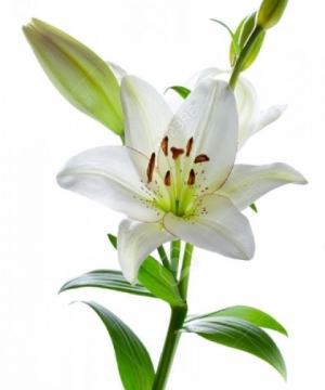 Ermes Santi Ringraziamento