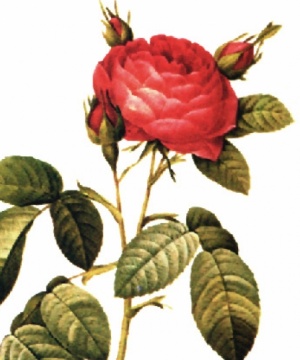 Tonino Ricci