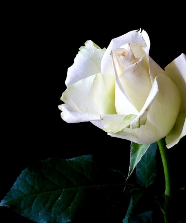 Maria Luisa Galli Stampino