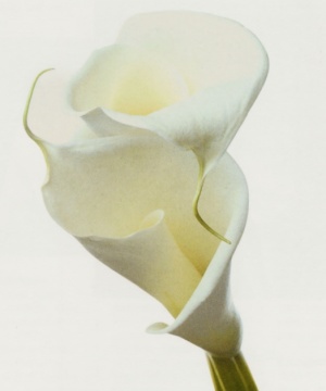 Silvio Etrea