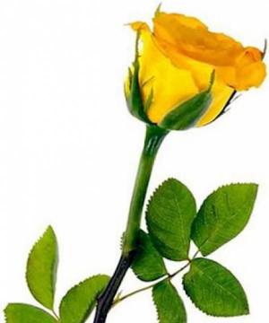 Giuseppa Resiniferi