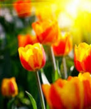 ANTONIETTA DELLA STUA