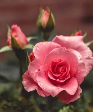 Maria Luigia Alfonsi