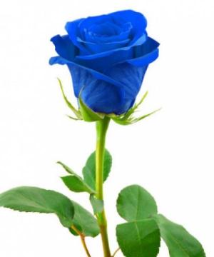 Antonio Ambrosi