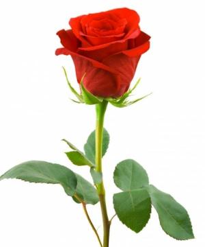 Redenta Brachini